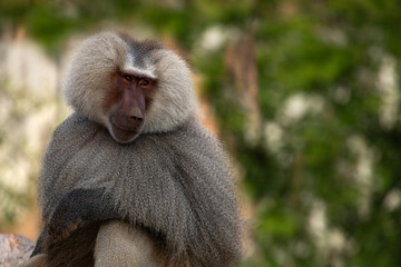 Animal sweetheart concept. The sweet look of a Hamadryas Baboon male. 