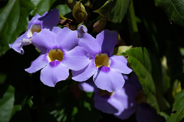 Beautiful Blue Flowers to cover pergolas: Bengal trumpet or clockvine also known as  blue skyflower...