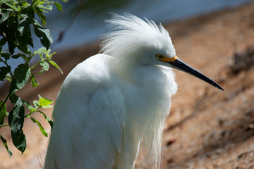 The snowy egret (Egretta thula) portrait in backlight.