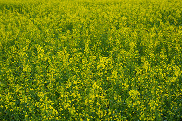 Field with spring flowers