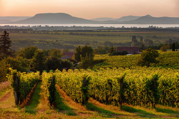 Vineyards and the Badacsony mountain with Lake Balaton at sunset in Hungary - obrazy, fototapety, plakaty