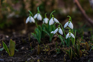 flowers snowdrop in the garden