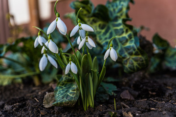 flowers snowdrop in the garden