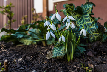 flowers snowdrop in the garden