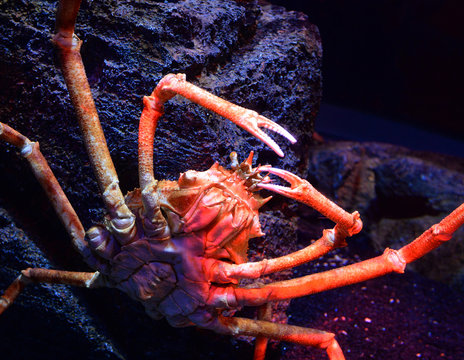 Giant spider crab / Japanese giant crab swimming underwater aquariumun on the rock ocean