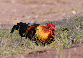 Rooster bantam crows chicken colorful red on field natural background / Bantam cock asia