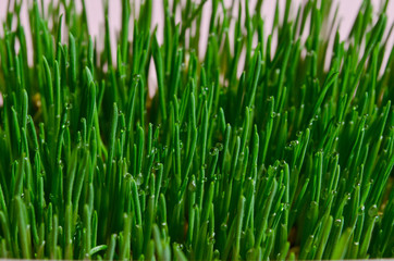 Fototapeta na wymiar green wheat sprouts close-up, wheatgrass for detox