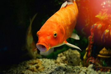 Orange common carp fish swimming underwater aquarium / koi fish