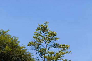 árvore com céu azul