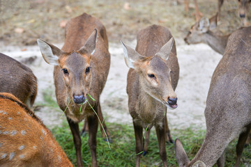 Naklejka na ściany i meble Deer graze in the national park