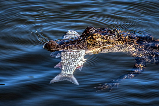 Alligator Eating Fish