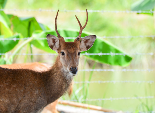 Eld's deer thamin , Brow-antlered deer wildlife in the farm