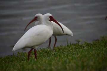 ibis in park