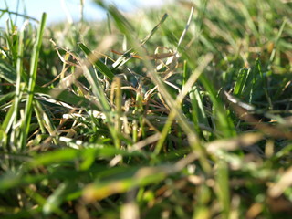 Green grass in October