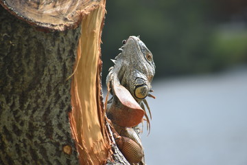 iguana on tree