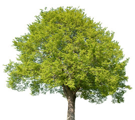 Acer campestre - Feldahorn, Ahorn