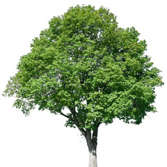 Acer campestre - Feldahorn, Ahorn