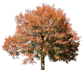 Acer campestre - Feldahorn, Ahorn