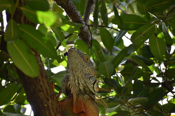 iguana in tree