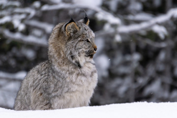 Lynx Kitten seen in Banff National Park
