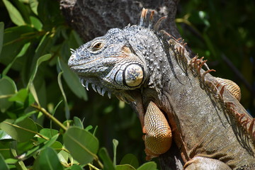 iguana on a branch