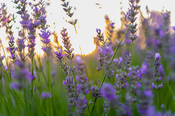 Verano en Provenza. Campo de lavanda