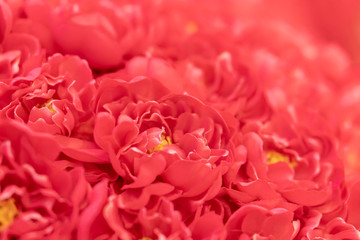 Fototapeta premium field of sweet red rose, beautiful artificial flower wall for romantic Valentine's day background