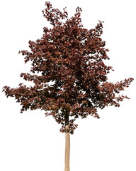 Acer platanoides 'Royal Red' - Spitzahorn, Ahorn, Roter Spitzahorn