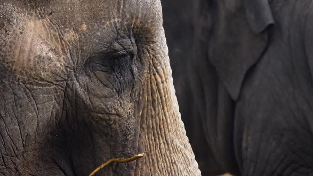 Asian elephant (Elephas maximus) face detail