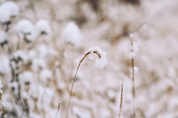 nature, winter, plant, grass, snow, flower, frost, dandelion, white, cold, frozen, ice, field, season, summer, plants, meadow, green, branch, tree, sky, closeup, macro, seed, detail
