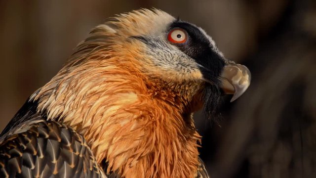 Bearded vulture (Gypaetus barbatus) portrait