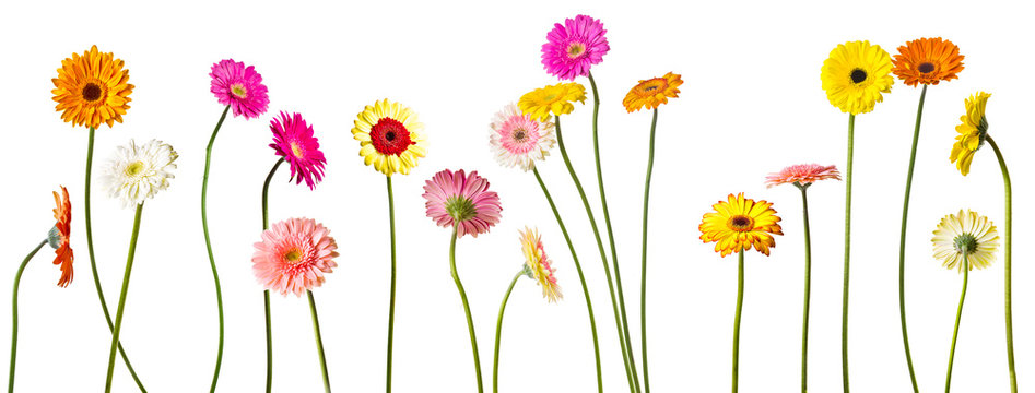 Gerberas