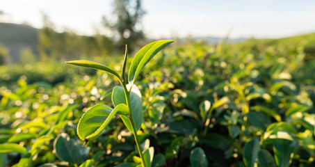 Close up view of fresh tea leaves bush at large farm on the hill, green bud plant field with sunlight background