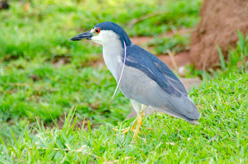 beautiful water birds