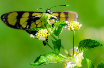 the wonders of the macro world