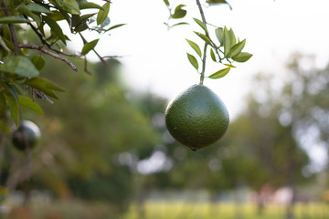 laranja verde