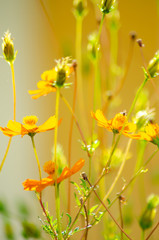 magnificent flowers