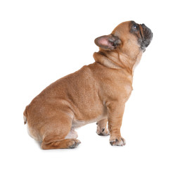 Cute French bulldog on white background. Funny pet