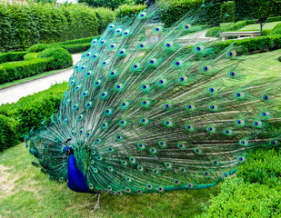 Stylized image, oil painting - a peacock with an open tail walks in the park