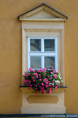 Pot with pink flowers on the window