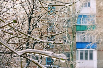 Frozen branches of a tree.