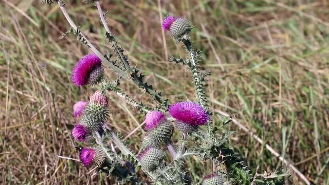 Thorny Thistle. Black sea steppes (temperate grassland, veld) with cereals grasses and probably acanthus bristlethistle (Carduus acanthoides), long fallow land