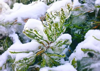 Frozen branches of a tree.