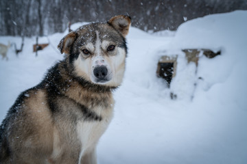 Naklejka premium Alaskan Husky, Coldfoot AK