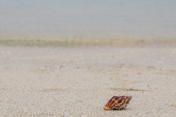 Seashell on sandy beach with clear ocean water in background.