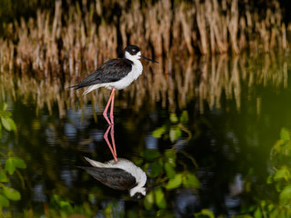 Black-necked Stilt with Reflection Foraging on the Pond
