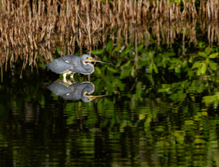 Tricolored Heron with Reflection Foraging on the Pond