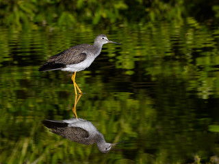 Lesser Yellowlegs with Reflection Foraging on the Pond