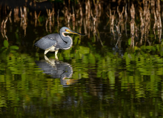Tricolored Heron with Reflection Foraging on the Pond