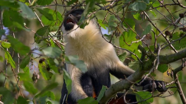 Diana monkey (Cercopithecus diana) in tree top